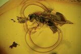 Detailed Fossil Wasp (Hymenoptera) In Baltic Amber #87233-1